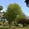 Flashfire Sugar Maple #7 - Image 3